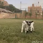 الماعز القزم