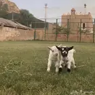 الماعز القزم