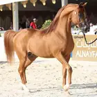 مهرة جاهزة للتشبيه