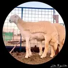 مطلوب غنم صنف الصنف