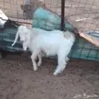 تيسين للبيع