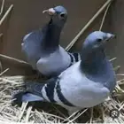 مطلوب فراخة حمام وبط وسمان وديك