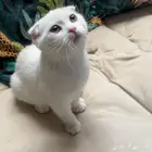 قطه سكوتش فولد للبيع