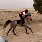 حصان جزيري سبوق كفوو