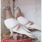 فرز حمام