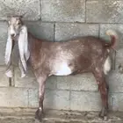 ماعز للبيع
