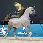 الفحل فيكتور الخالد متاح للتشبيه للواهو و الشعبي