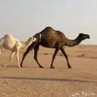 للبيع ضريبه صفرا