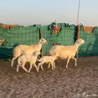 للبيع حريات خلفات صنف حدرهن رخل وخروف