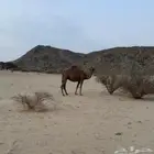 لقحه طيبه