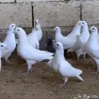 حمام فرنسي منتج شرط