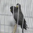 جوز دبل بلاك رمادي