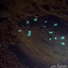 كشاف عقارب تفضل المتجر