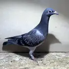 فرخ زاجل - اخ خليص الحجل ذهبي الثالث