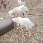 فران تربيه