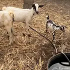 للبيع غنم معزاء