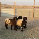 بهم نعيم مراح واحد