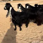 للبيع معزاء عوارض صنف الصنف