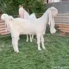 مطلوب مطلوب معزاء او جفار مطورات برص وجم