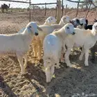 خرفان حريات