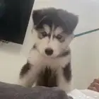 انثى جرو هاسكي