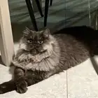 قط ذكر طالب تزاوج