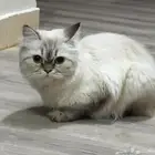 قطه أليفه للبيع شيرازي