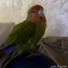 طير ببغاء روز ضايع