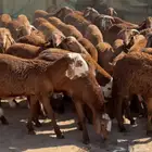 سواكني حمري تربية درجة اولى ثلاجات- مناسبات- زواجات- عقائق