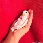 طير روز اليف وهدد و نشبهه مناسب للاطفال و الكبار