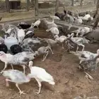 دجاج رومي