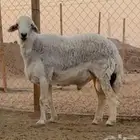 خروف حري للبيع