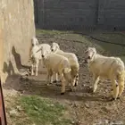 خرفان