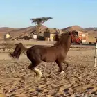 خيل شيخ للبيع ونقبل العروض ازينه مثل سيارات ورق الخيل