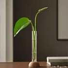 فازات لنباتات