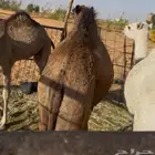 حشو ل البيع