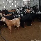 عدد مايقرب 40 معز اكثرها مضاريع
