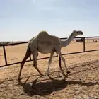 بكره مفروده طيبه