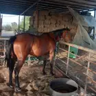 خيل للبيع بحالة ممتازة