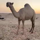 للبيع البكره لقيه باتليه