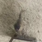 جراوي مالينو مستوى مميز