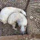 مطلوب وبران ارانب ناسو ناسو كابيبارا