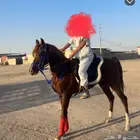 مشالله تبارك الله حصان للبيع