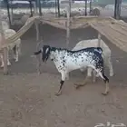 تيس بيشي فحل ثني ومشروط