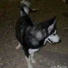 كلب هاسكي