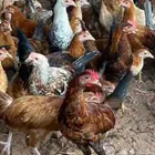 دجاج بلدي للبيع