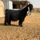 تيس عارضي فحل صنف