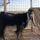 تيس فحل جذع. تم البيع