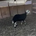للبيع نعجة نجدية