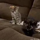 قطط تبني